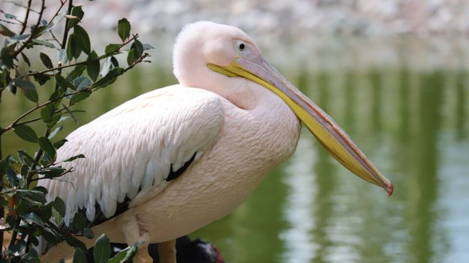 Engelli pelikanların yuvası oldu