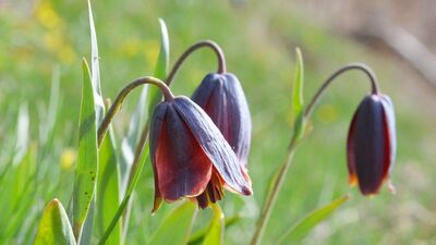 Palandöken'in ters laleleri göz kamaştırıyor