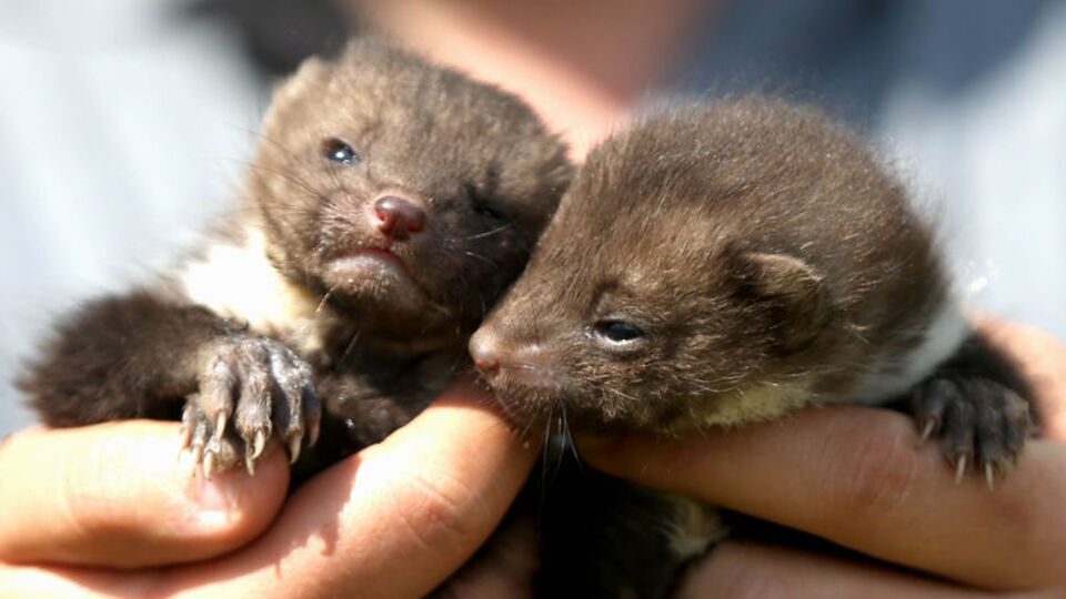 Vatandaş evin kenarında bulmuştu...