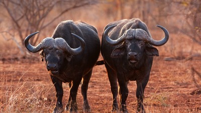 ABD'de Büyük Kanyon'daki bufalo avına 45 bin aşan başvuru