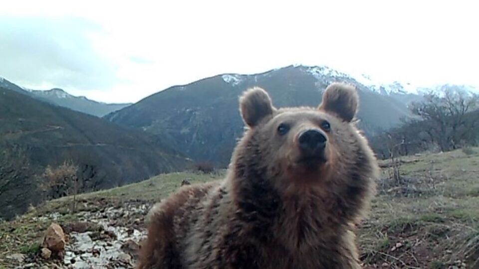 Bozayıların fotokapan ilgisi!