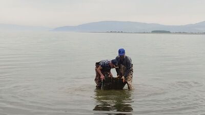 Efsane yayılıyor... İznik Gölü'nde ağlara takıldı!