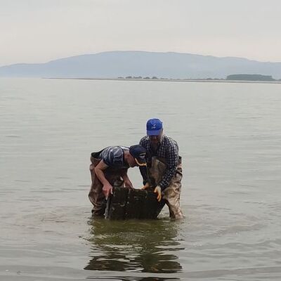 Efsane yayılıyor... İznik Gölü'nde ağlara takıldı!