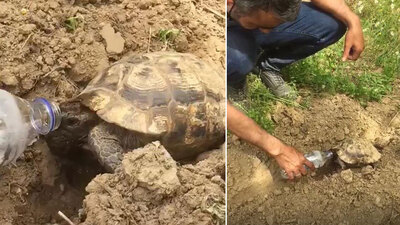 Bitkin kaplumbağaya su içirdi, takdir topladı