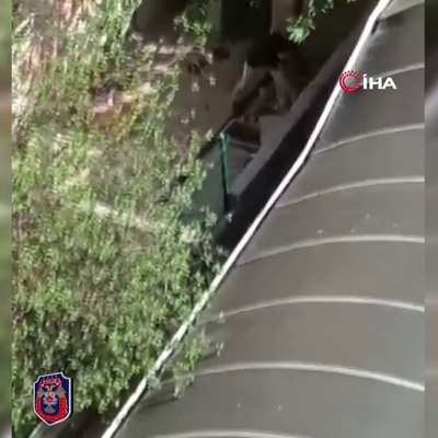 Köpeklere sopalı işkence!