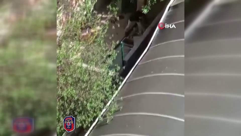Köpeklere sopalı işkence!