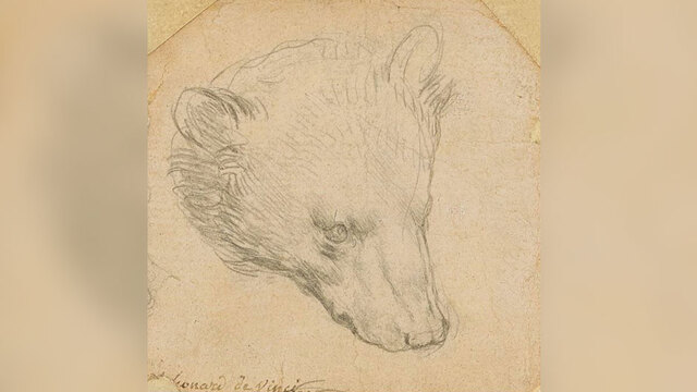 Da Vinci'nin ayı çizimi açık artırmaya çıkıyor