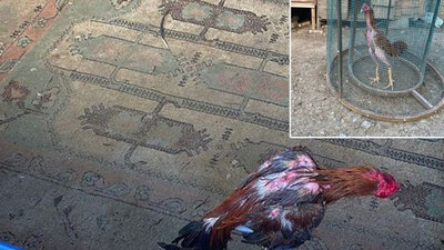 Evin içine dövüş arenası!