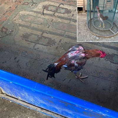 Evin içine dövüş arenası!