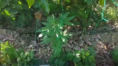 Fasulye serasına uyuşturucu baskını! "Kaynatıp içiyorduk hastalığa iyi geliyor"