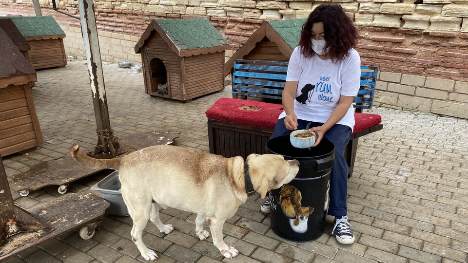 Sahtekârlar bu kez de hayvanseverleri dolandırdı