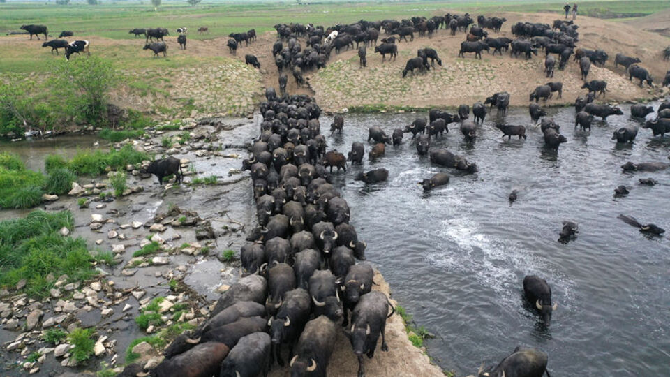 Balıkesir'de kaydedildi... Belgeselleri aratmıyor