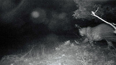 Nesli tükendiği düşünülüyordu! Fotokapanla görüntülendi