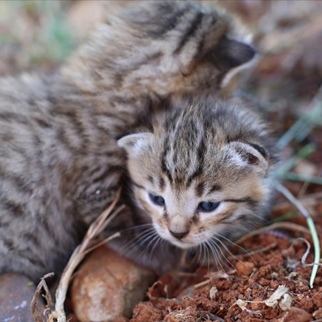 Tarlada bulundu, korumaya alındı