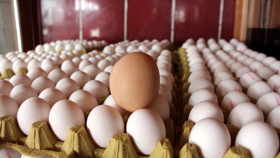 Tavuk yumurtası üretimi arttı