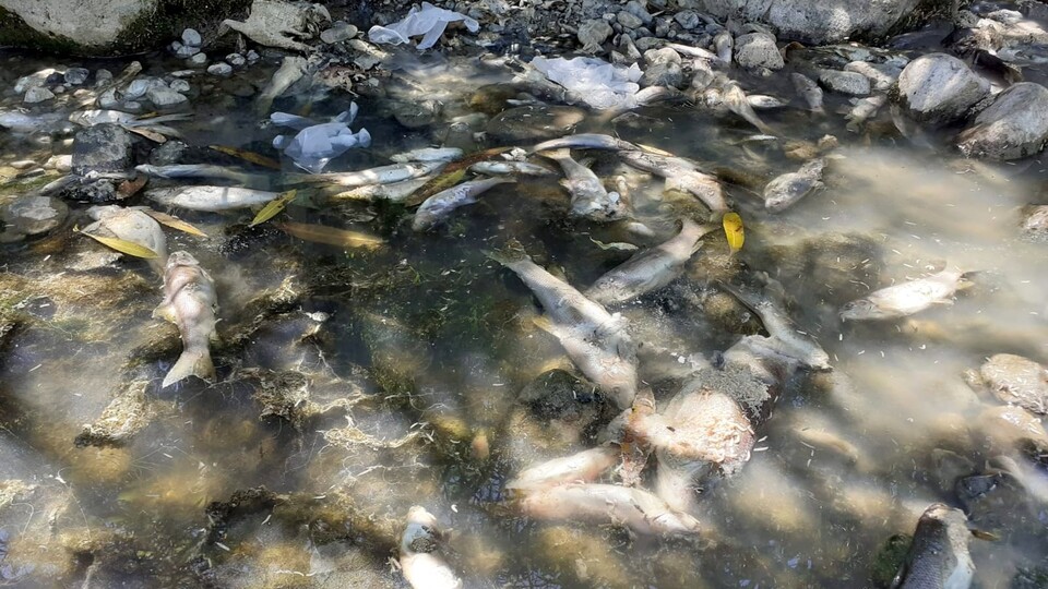 Osmaniye'deki toplu balık ölümlerine inceleme