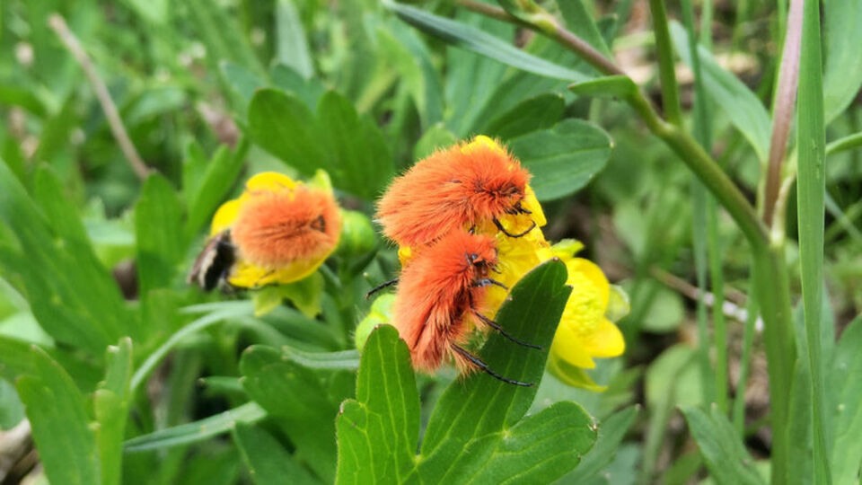 2 bin 340 rakımda tesadüfen keşfedildi