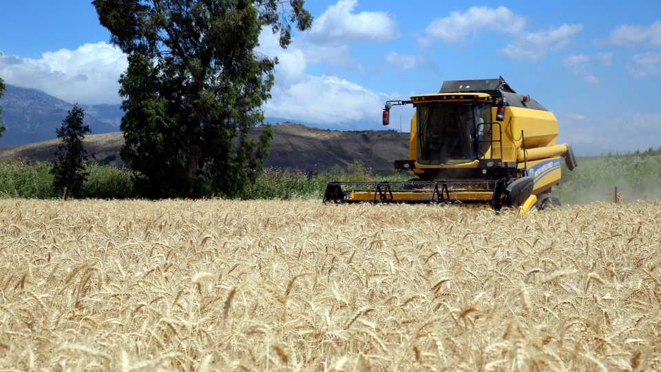 Buğday rekoltesinde kuraklık etkisi
