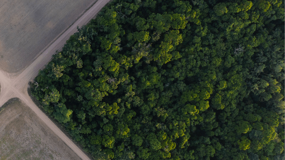 Amazon'da altın avcısı tehlikesi