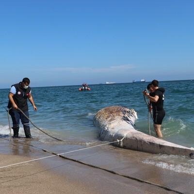 Sahile 10 metrelik oluklu balina vurdu