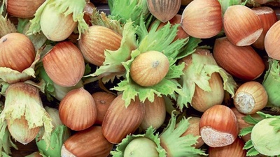 İl il fındık fiyatları listesi