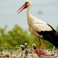 Yaren leylek yavrularıyla böyle görüntülendi