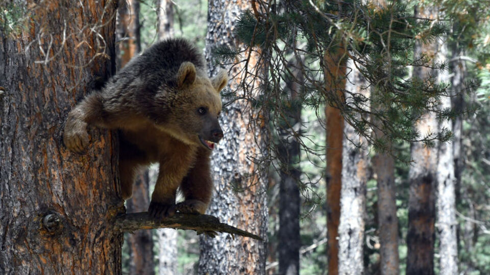 Yer: Kars! İşçiler görüntüledi...
