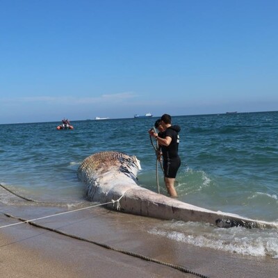 Dev balinanın ölüm nedeni açıklandı