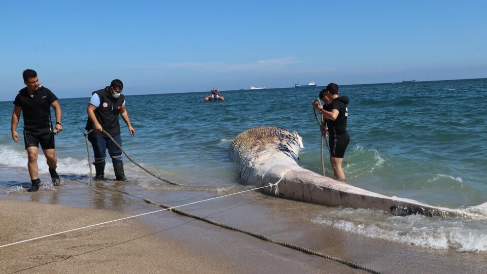 Dev balinanın ölüm nedeni açıklandı