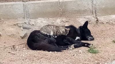 Kedi ile köpeğin gıpta edilen dostluğu