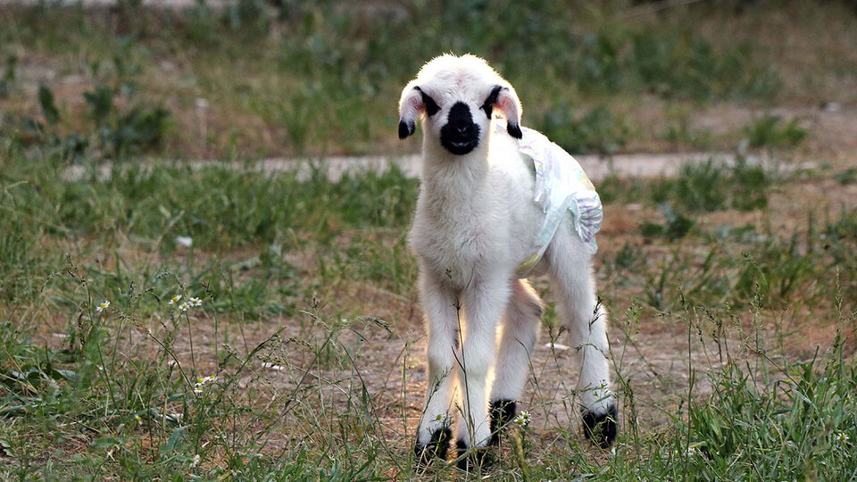 Annesinin kabullenmediği kuzuya 'bebek' gibi bakıyorlar