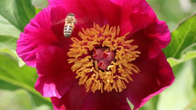 Sadece 15 gün ömrü var...