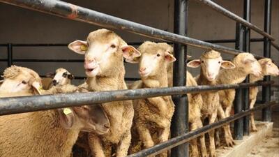 Kurban Bayramı ne zaman?