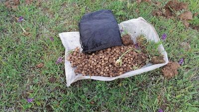 Salep soğanı topladılar! Müthiş ceza!