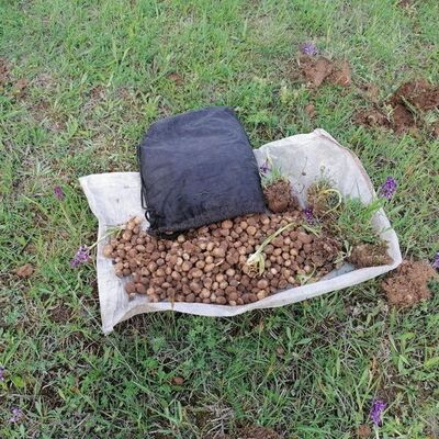 Salep soğanı topladılar! Müthiş ceza!