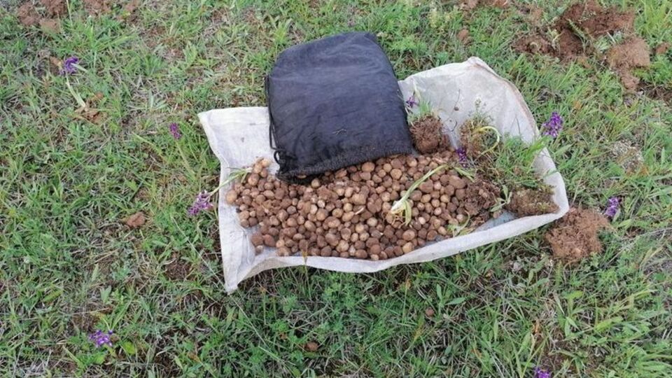 Salep soğanı topladılar! Müthiş ceza!