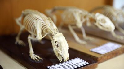 Omurgalılar Müzesi biyolojik çeşitliliğiyle dikkat çekiyor
