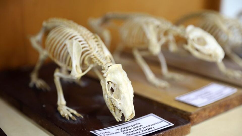Omurgalılar Müzesi biyolojik çeşitliliğiyle dikkat çekiyor
