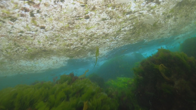 Boğaz'ın altı da salya!