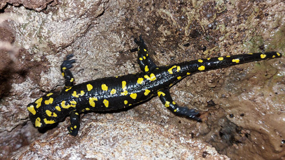 Sarı benekli, siyah parlak renkli! Bahçede kaydetti