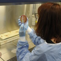 Koronadan daha tehlikeli!