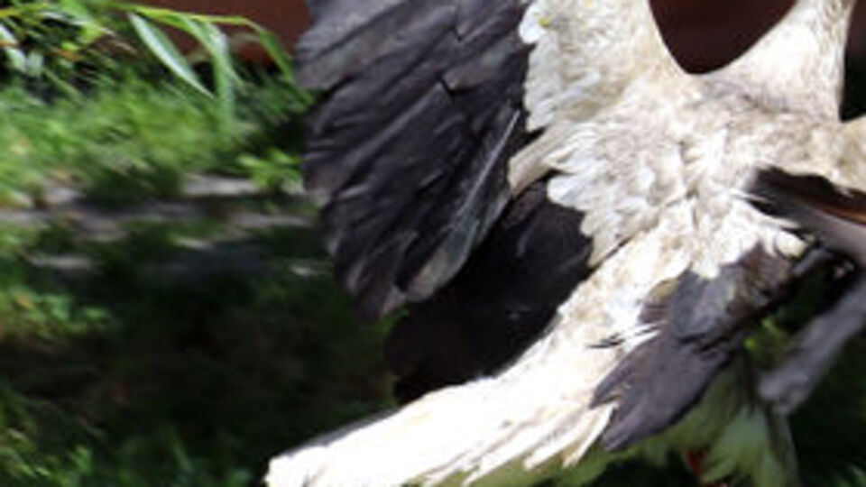 Kanadını kaybetti, merkezin misafiri oldu