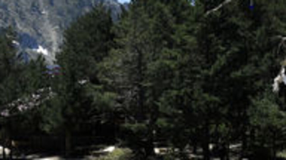 Sarıçam ve ladin ağaçlarıyla büyüleyen rota