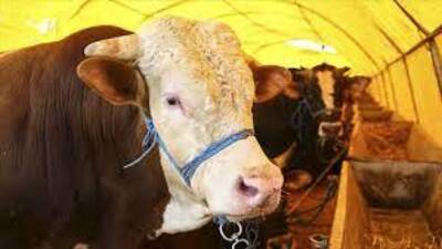 2021 Kurban Bayramı ne zaman?