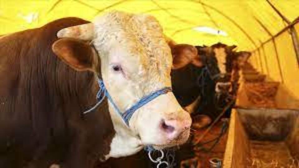 2021 Kurban Bayramı ne zaman?