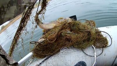 'Hayalet ağ' katliamı! Balıkçı fark etti