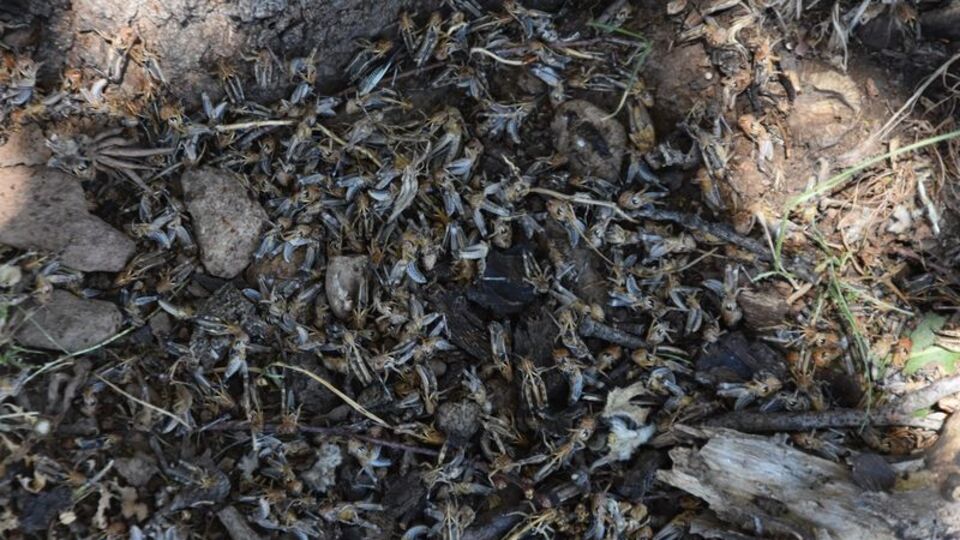 Çekirge istilası korkusu!