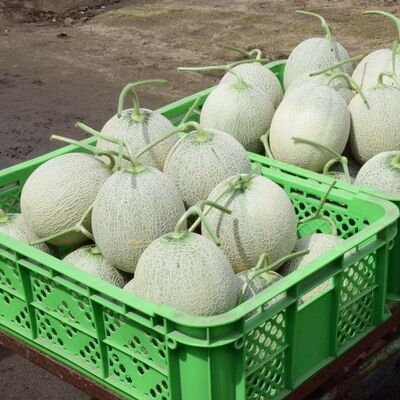 2 kavuna dudak uçuklatan teklif