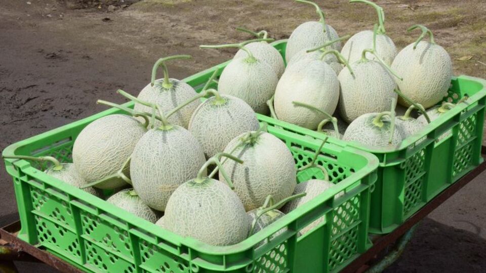 2 kavuna dudak uçuklatan teklif