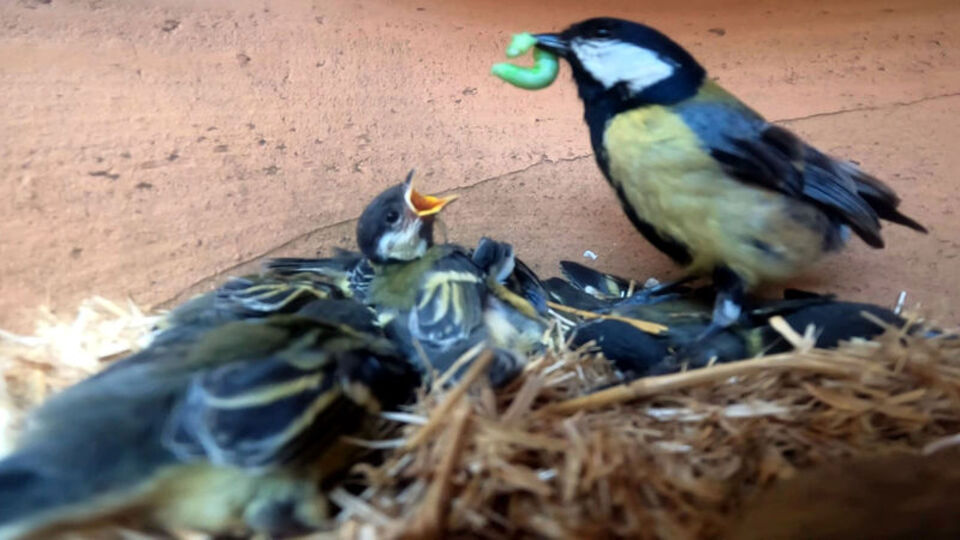 Yavrularını beslediği anlar kamerada!